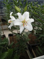 [1863 Ortolan Mak No02.JPG]